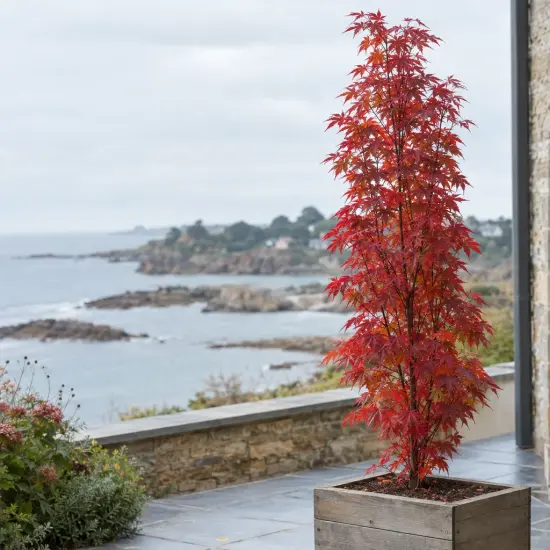 Érable du japon 'Twombly's red sentinel' (Acer palmatum) — arbre élancé en pot devant un paysage côtier