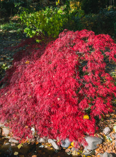 Érable du japon 'Dissectum ornatum'