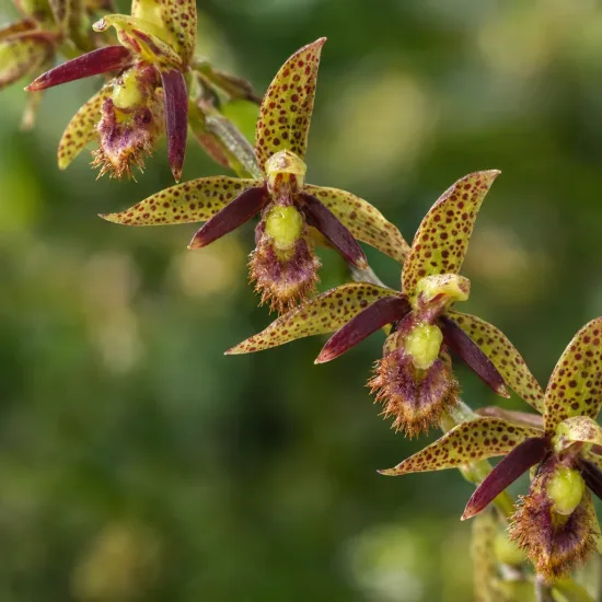 Orchidée (Bulbophyllum schinzianum) — grappes de petites fleurs tachetées originales · Photo d'illustration