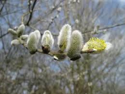 Saule marsault