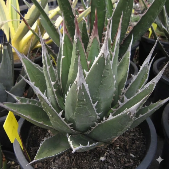 Agave  purpusorum