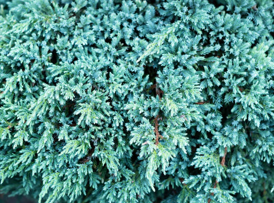 Genévrier écailleux 'Blue Carpet'
