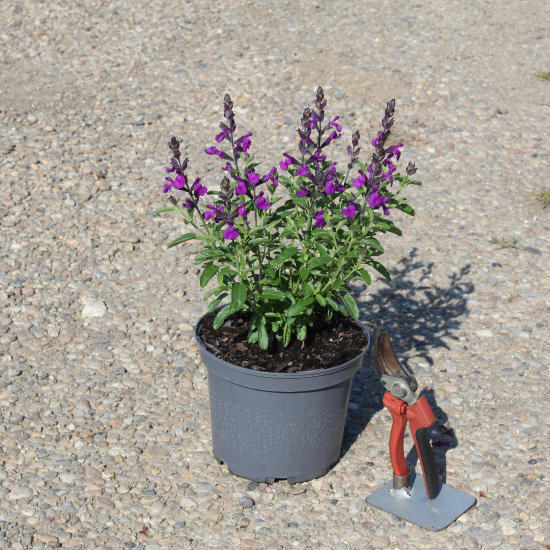 Sauge gregii 'Mirage violet'