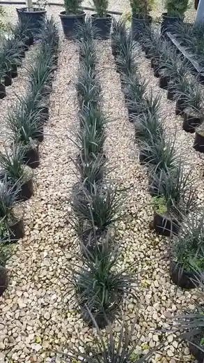 Ophiopogon noir 'Nigrescens'