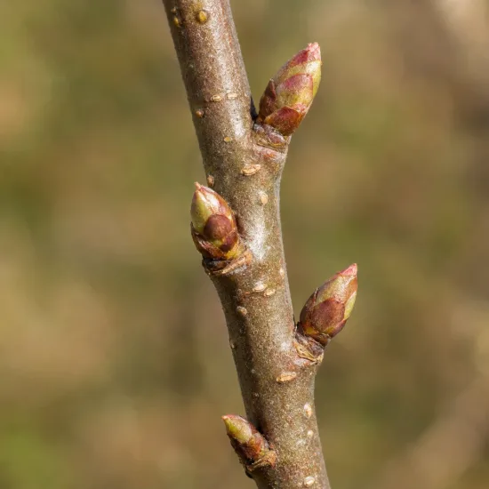 Pommier 'Mm111' (Malus domestica) — gros plan de rameau avec plusieurs bourgeons · Photo d'illustration