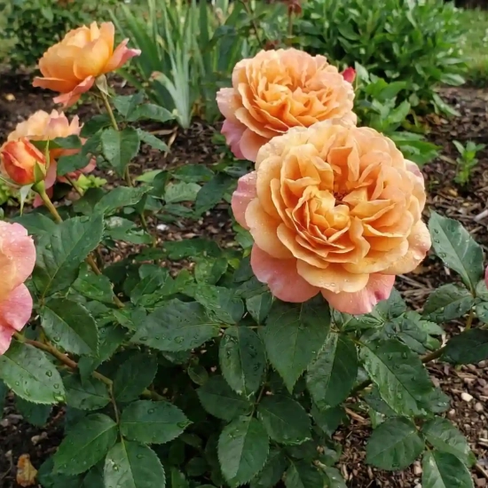 Rosier 'Laurette fugain '