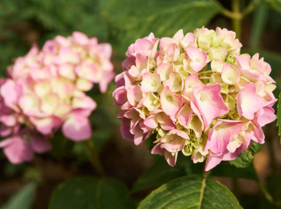 Hortensia 'Dolce france'