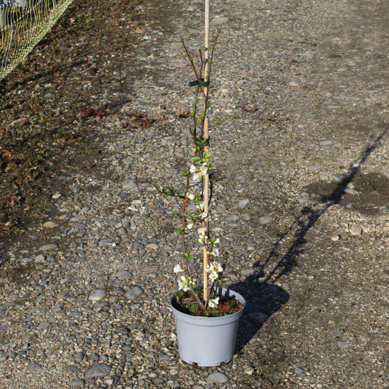 Cognassier à fleurs 'Nivalis blanc'