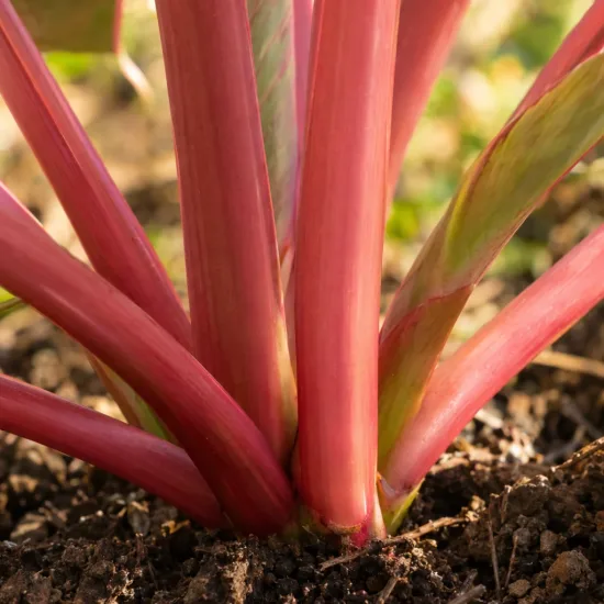 Oreille d'éléphant à tige rose 'Pink china' (Colocasia esculenta) — tiges roses charnues émergeant du sol humide · Photo d'illustration