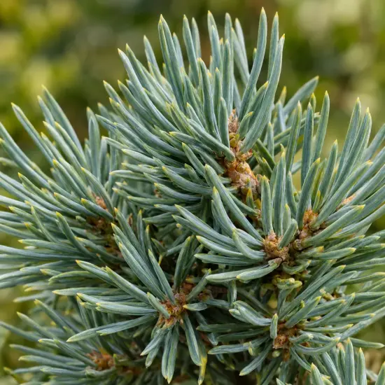 Pin sylvestre 'Albyns' (Pinus sylvestris) — gros plan sur aiguilles denses bleu-vert