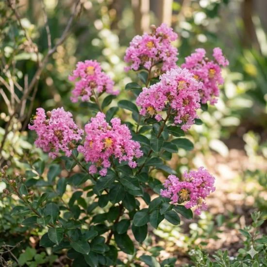 Lilas des indes 'Girl'