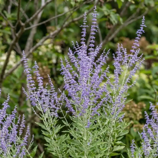 Sauge de sibérie 'Silveri blue'