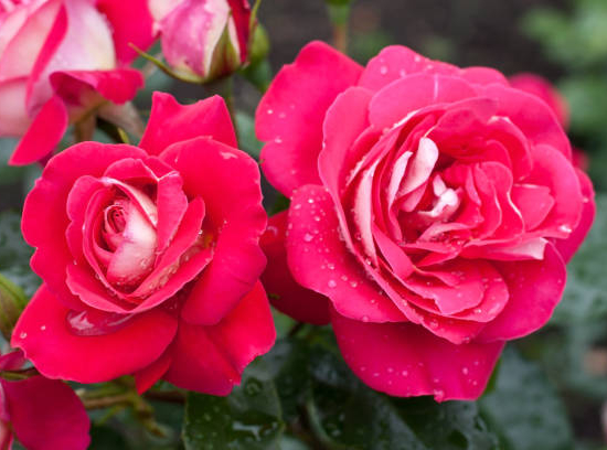 Rosier 'Mona lisa  '