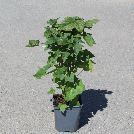 Cassissier 'Andega bio'