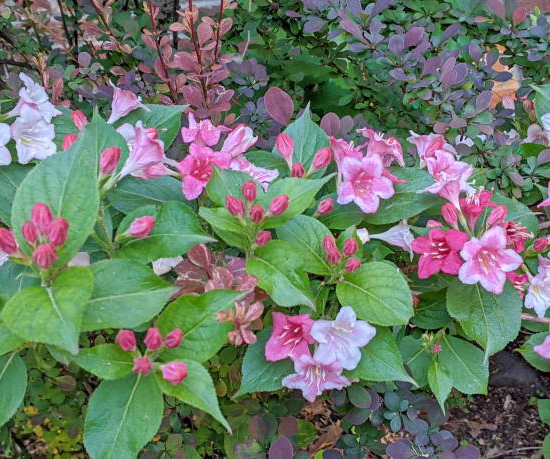 Weigelia 'Pink poppet'