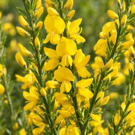 Genêt 'Burkwoodii' (Cytisus) — grappes serrées de fleurs jaunes sur tiges vertes · Photo d'illustration