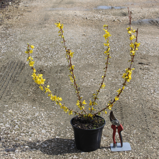Forsythia 'Lynwood'