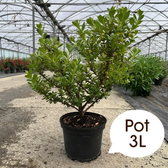 Escallonia 'Pride of donard'