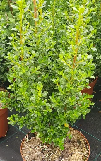 Escallonia 'Coccinea'