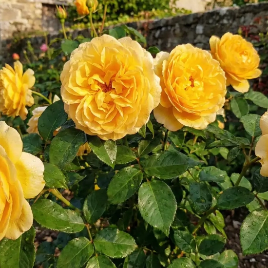 Rosier 'Carte d'or '