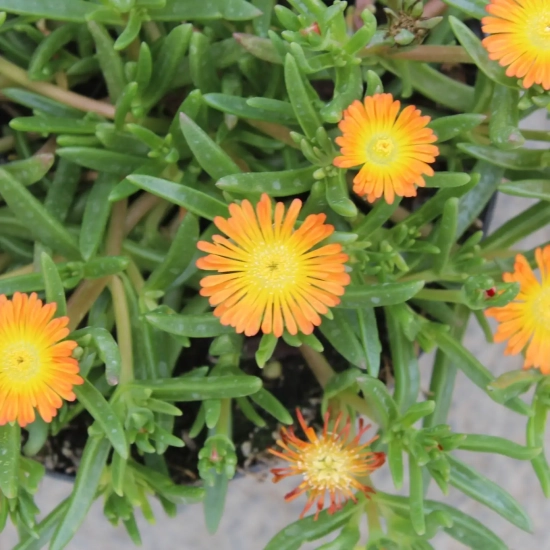 Pourpier vivace 'Orange wonder'