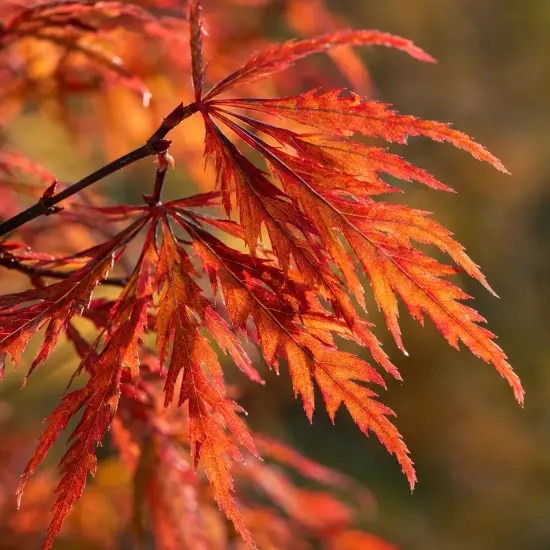 Érable du japon 'Black lace' (Acer palmatum) — feuilles finement découpées rouges et orangées en gros plan