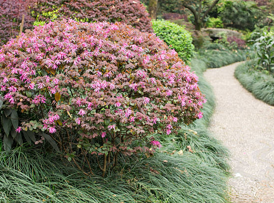 Loropétale de chine