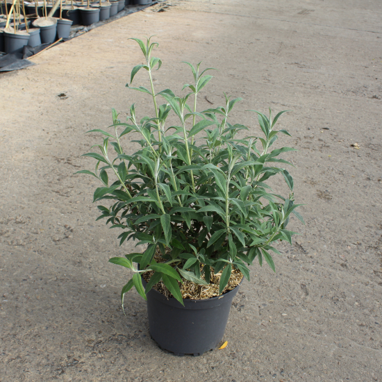 Arbre aux papillons 'white profusion'