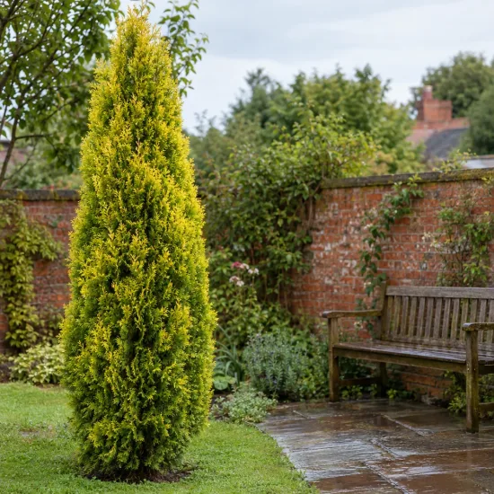Cyprès de leyland doré 'Pyramidalis aurea' (Cupressocyparis leylandii) — conifère étroit au feuillage doré dans un jardin · Photo d'illustration