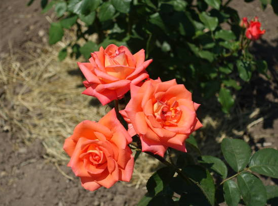 Rosier 'Acapulco '