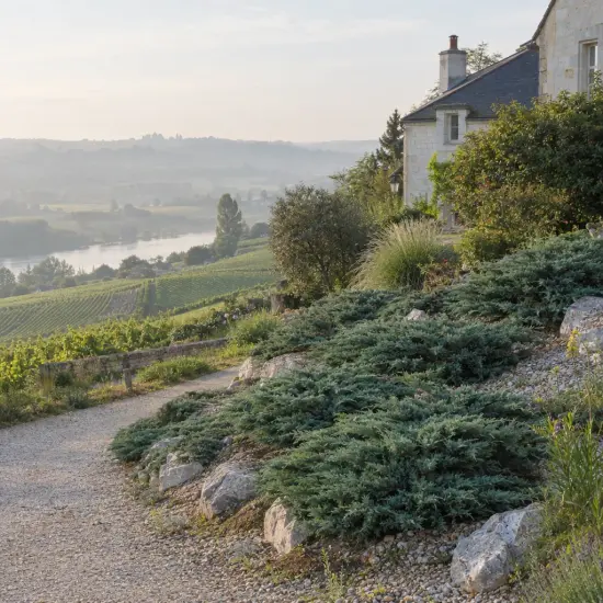 Genévrier doré de pfitzer 'Compacta' (Juniperus pfitzeriana) — massif de conifères rampants le long d'une allée