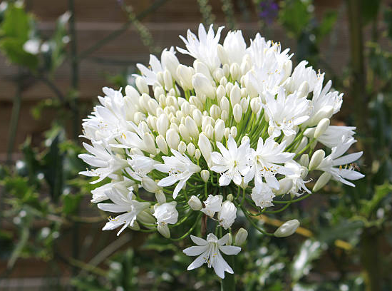 Agapanthe d'afrique 'Blanche'