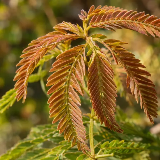 Arbre à soie à fleurs rose 'Controis-en-sologne' (Albizia) — jeunes folioles pennées brun orangé en gros plan · Photo d'illustration
