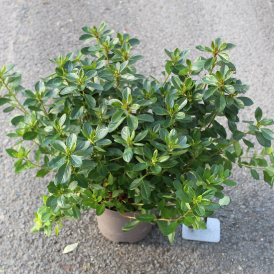 Azalée japonaise 'Mad van hecke rose'