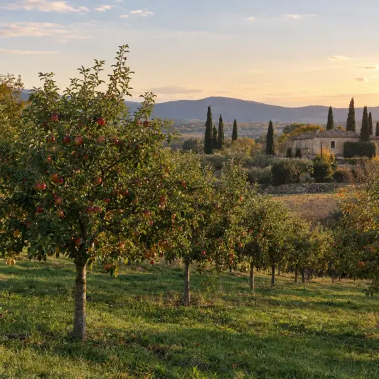 Pommier 'Stayman' (Malus domestica) — verger d’arbres fruitiers au coucher du soleil