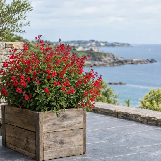 Sauge arbustive rouge 'Cherry red' (Salvia greggi) — massif de fleurs rouges en bac bois sur terrasse · Photo d'illustration