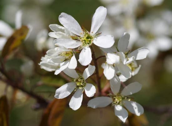 Amélanchier du canada 'Glenform'