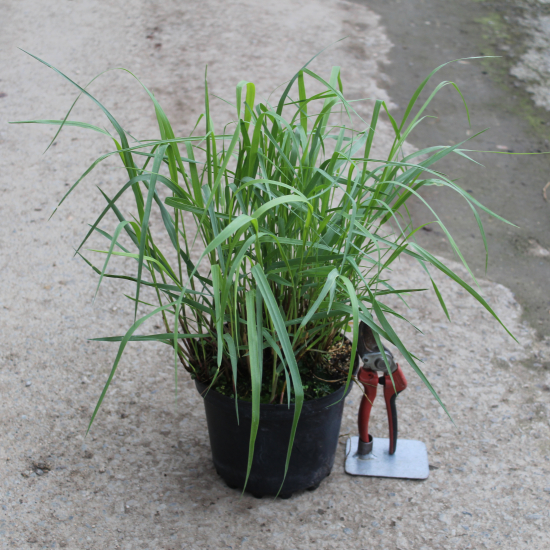 Panicum 'Heavy metal'