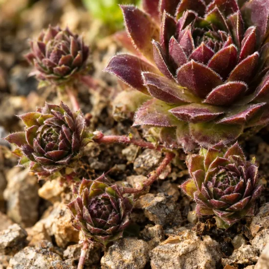Succulente 'Chick charms grape galaxy' (Sempervivum) — rosettes succulentes serrées sur sol graveleux · Photo d'illustration