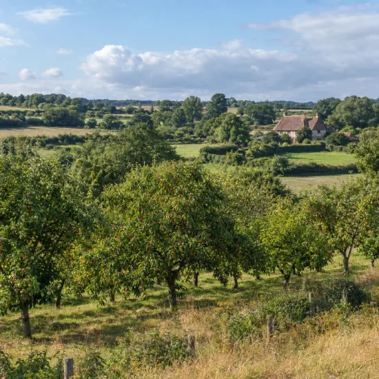 Pêcher franc 'Missour' (Prunus persica) — verger arboré en campagne avec maison au loin · Photo d'illustration
