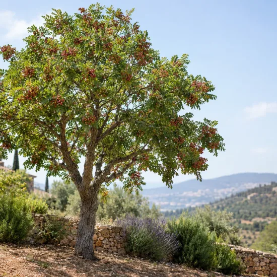 Pistachier de l'atlas (Pistacia atlantica) — arbre isolé chargé de grappes rouges au jardin · Photo d'illustration
