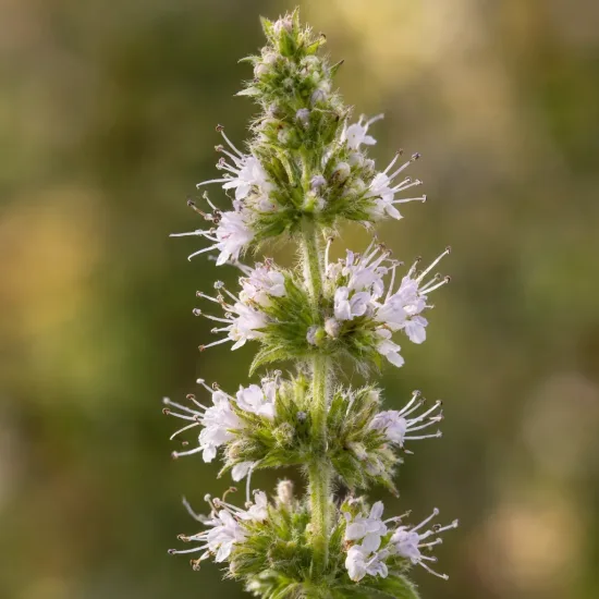 Menthe géante (Mentha × villosa) — épi floral avec petites fleurs groupées · Photo d'illustration