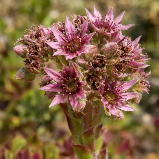 Joubarbe à rosette rouge 'Ruby hearts' (Sempervivum) — gros plan sur inflorescence de petites fleurs étoilées · Photo d'illustration