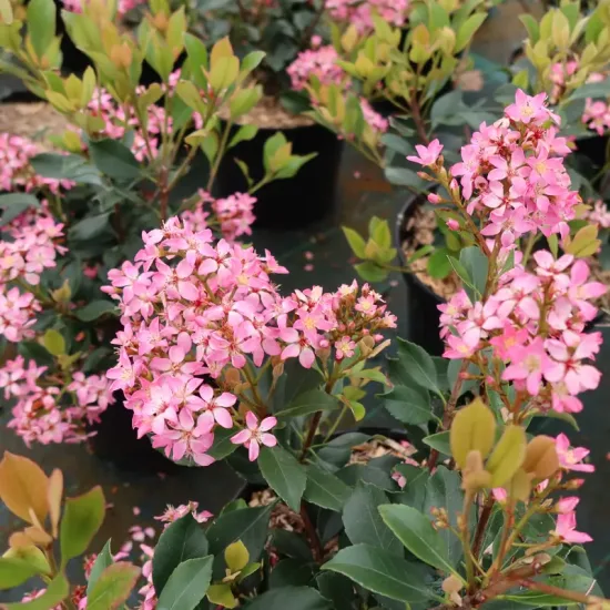 Rhaphiolépide 'Coates crimson'