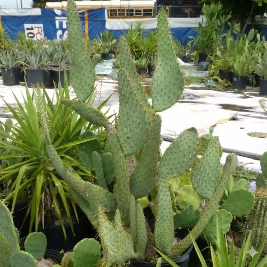 Opuntia  linguiformis