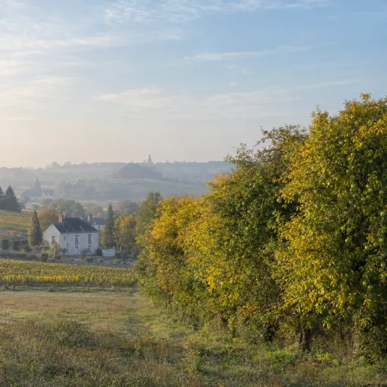 Oranger des osages (Maclura pomifera) — alignement d’arbres en lisière de paysage rural · Photo d'illustration