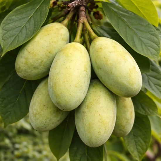 Asiminier de virginie 'Paw-paw'