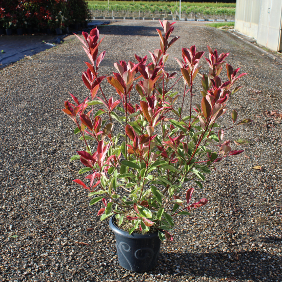 Photinia 'Pink marble cassini'