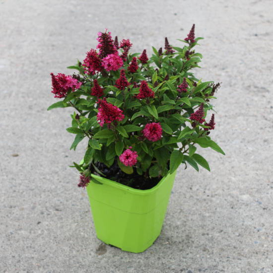 Arbre aux papillons 'petit rubis'