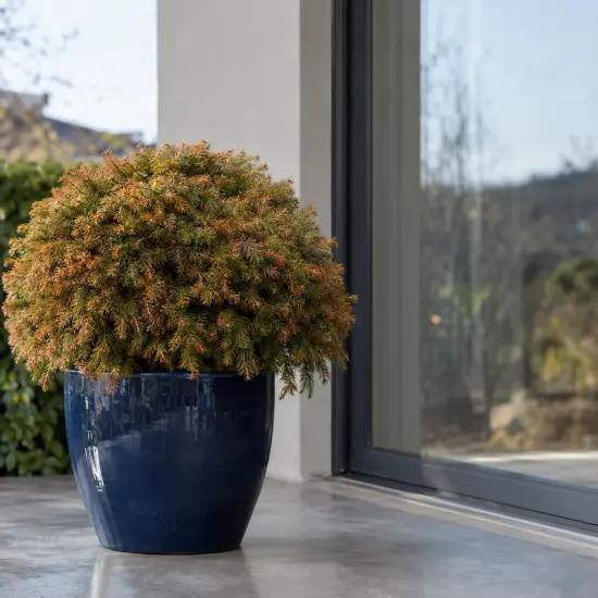 Cèdre du japon 'Globosa nana' (Cryptomeria japonica) — arbuste compact en boule dans grand pot bleu